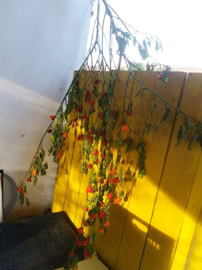 Harsfak Villa Mezokovacshaza Bagian luar foto